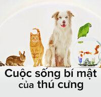 Cuộc Sống Bí Mật Của Thú Cưng